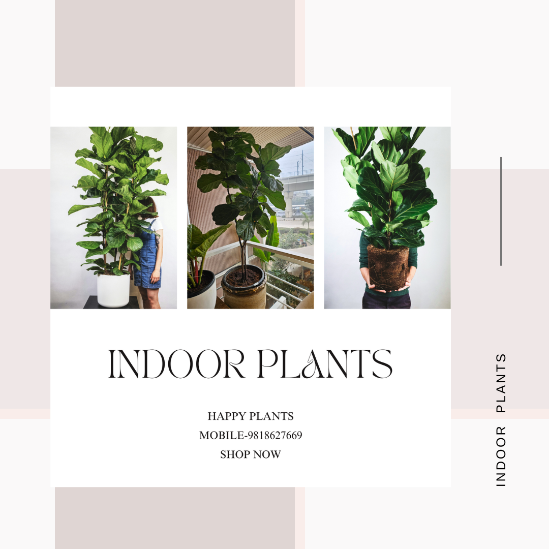 Plant Serenity
